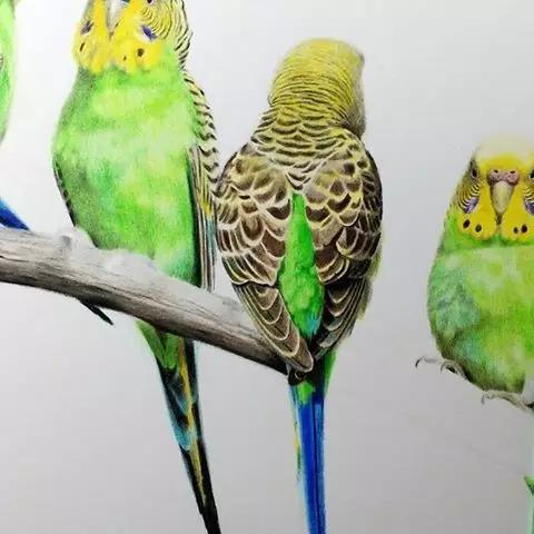 画鸟彩铅教程,画鸟彩铅