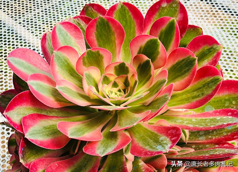 粉女巫和美杜莎法师哪个容易养,多肉法师红女巫和粉女巫区别