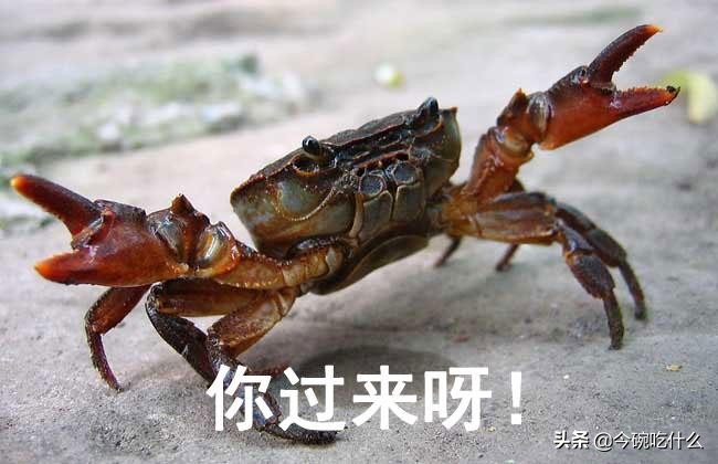 不放水怎么蒸大闸蟹螃蟹最好吃,螃蟹除了清蒸外还能怎么做