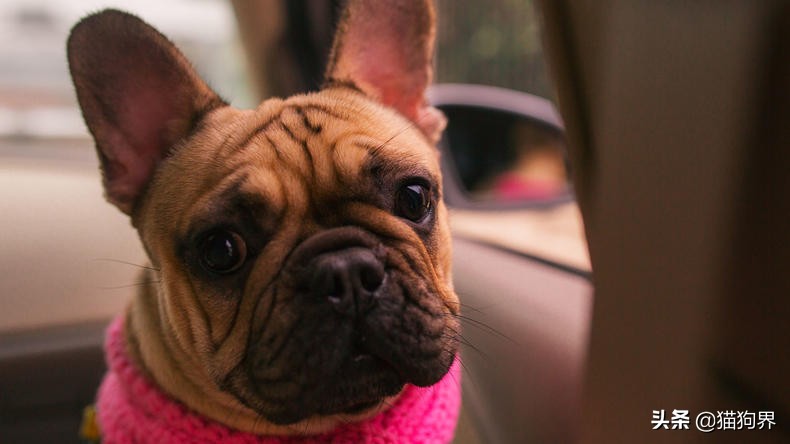 狗狗这几种行为把你当亲妈,狗狗这几种表现代表讨厌你