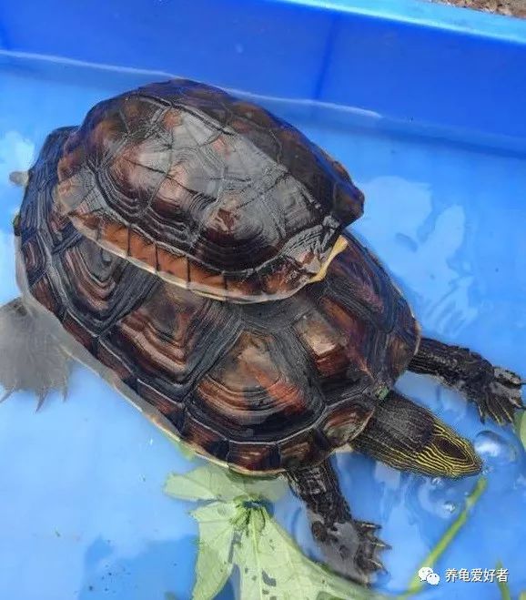 中华花龟怎么养用多少水,中华草龟中苗怎么养
