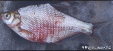鱼类越冬综合征怎么处理,鱼类暴发性出血病最佳治疗方法