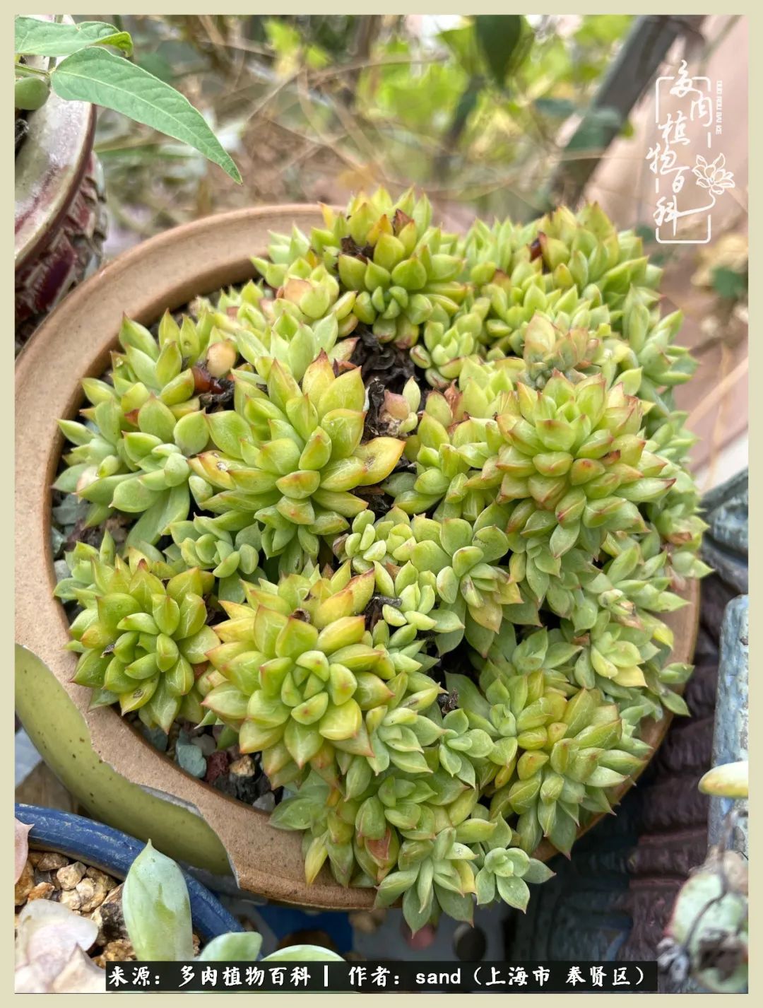 多肉怎么度过三伏天,多肉在三伏天怎么度夏