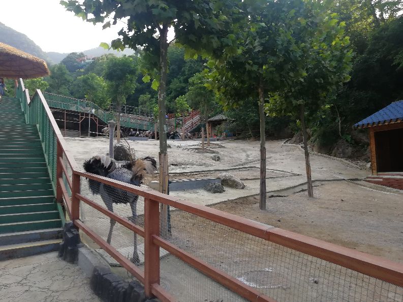 洛阳栾川竹海野生动物园值得去吗,洛阳栾川竹海野生动物园都有什么