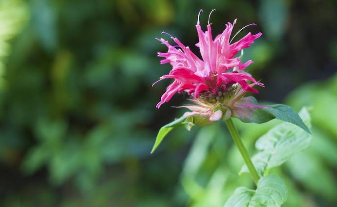 八种身兼多职的鲜花，既是鲜花又是香料！