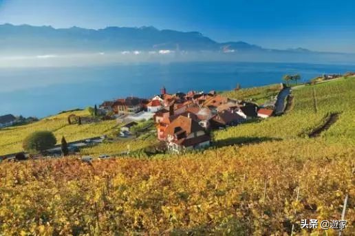 瑞士人竟然这么爱喝,拥有是世界遗产的葡萄园,作业还在靠手工