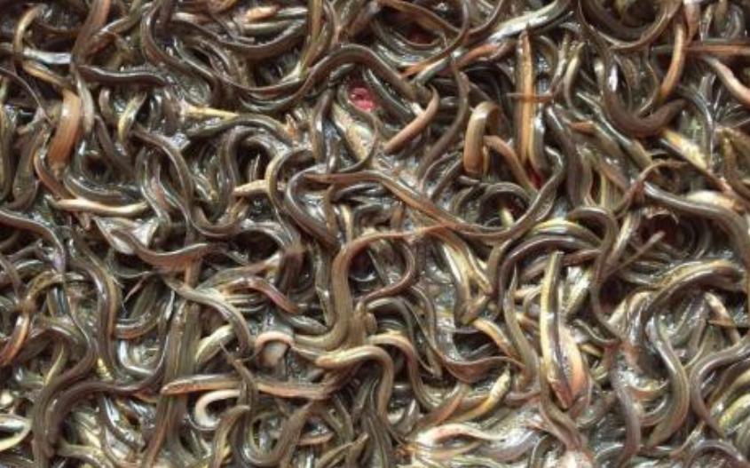 泥鳅养殖技术及前景,泥鳅养殖新技术发展前景