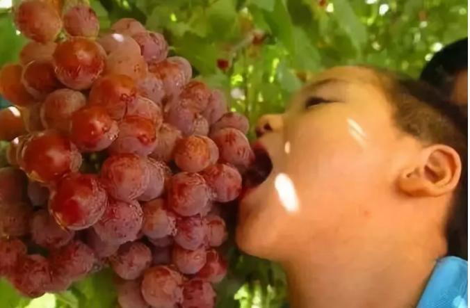 疆味干果特产新疆喀什,疆果新疆特产核桃