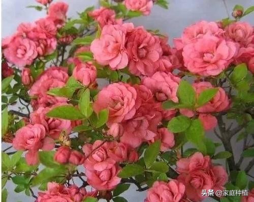 有种植物叫杜鹃,植物杜鹃