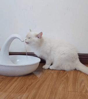 布偶猫身长四十厘米体重九斤,超级可爱的布偶猫有两万斤