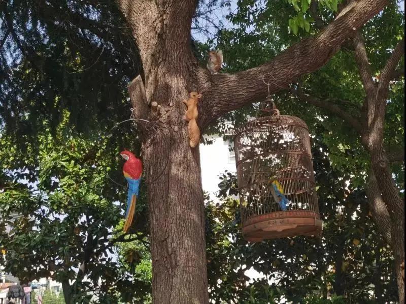 窗外的“毒枝”是折是留？来看这个小区的解决方案