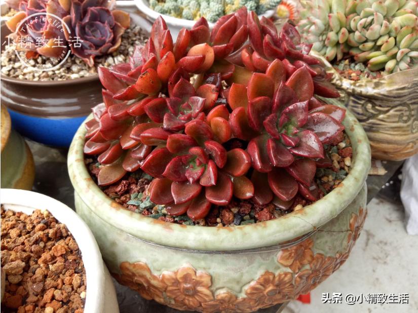 多肉植物掉叶是何原因,多肉植物最近有部分掉叶是何原因