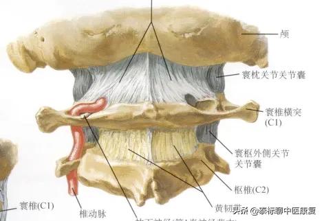 头晕失眠颈椎发紧,颈椎引起的头晕