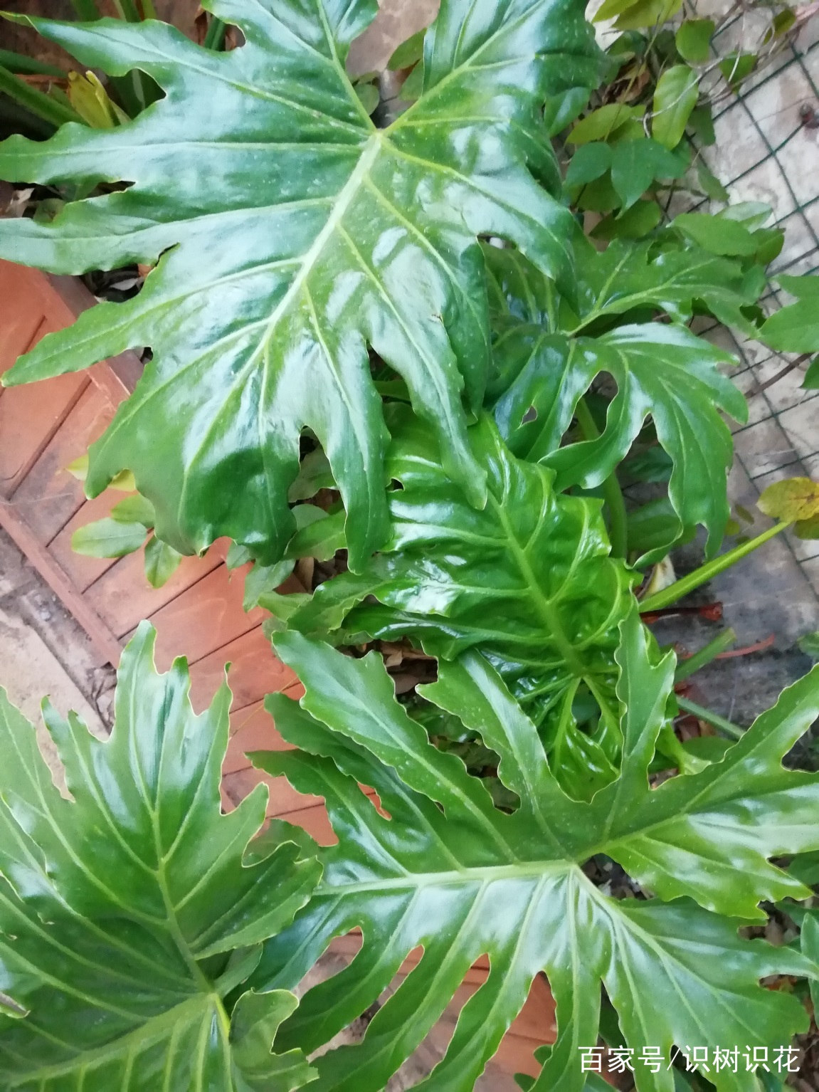 哪些名字很形象的常见植物,你知道几种(一)