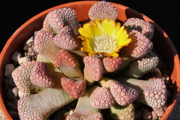 多肉天女属，用美丽的名字诱惑你买，用奇特的长相颠倒你的审美！