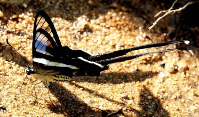 海南海里的特产动物,海南特有的珍稀动物