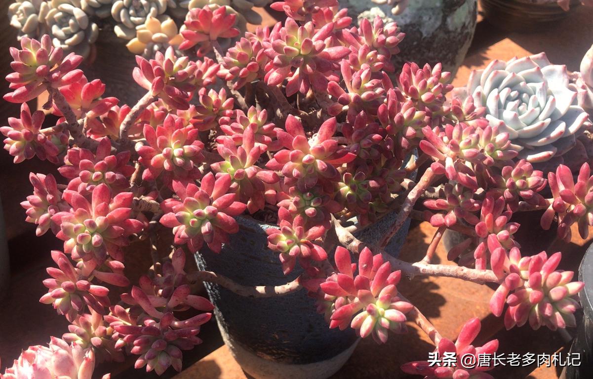 钱串子多肉叶严重缺水还能救活吗,多肉虹之玉掉叶子是化水还是缺水