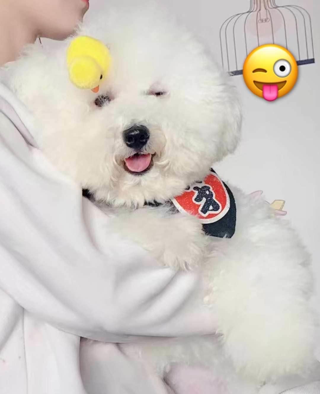 寻狗启事边境牧羊犬,寻狗启事希望能看到狗狗后续