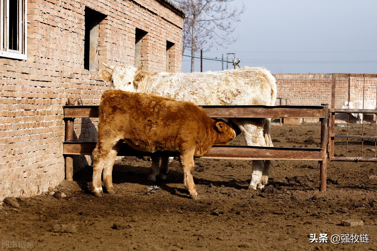 母牛乳房炎乳房水肿怎么办,母牛乳房肿胀没有奶水怎么回事