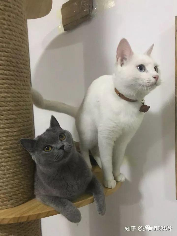 养品种猫的好处,土猫可以和品种猫配吗