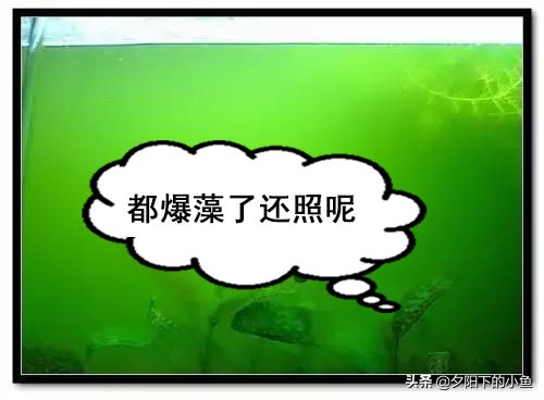 水草缸爆藻养什么,水草缸爆藻还是不爆藻