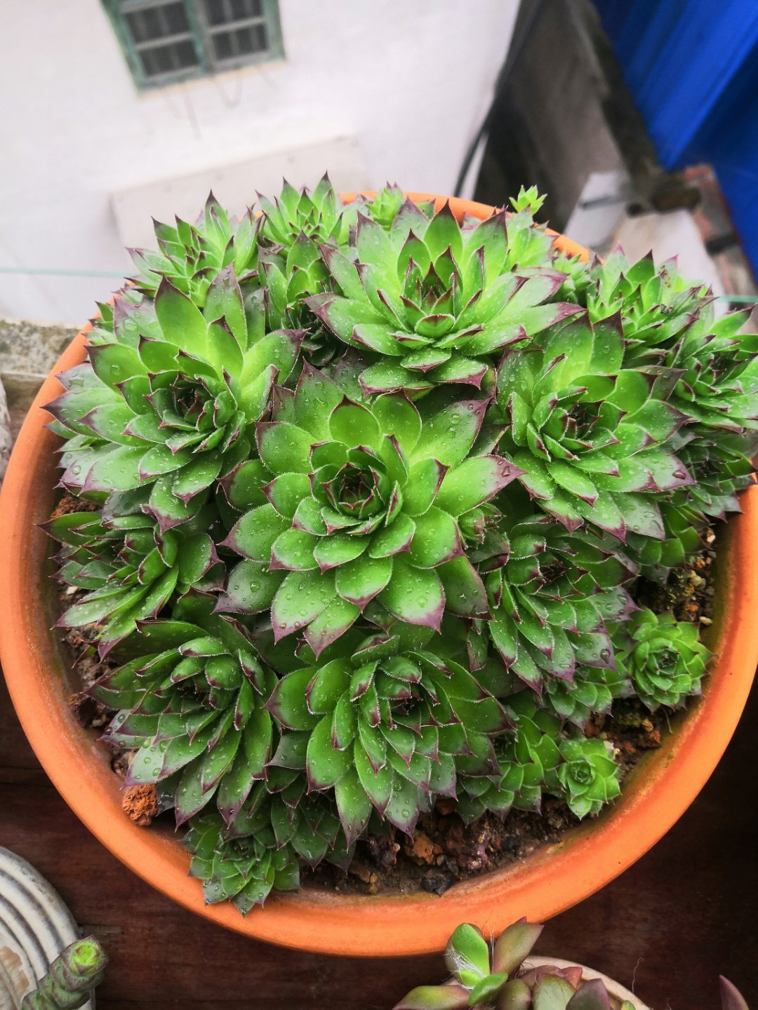 什么多肉耐冻又好吃,不惧零下五六度的多肉