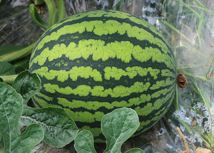 穿越到秦朝能吃些什么,假如穿越到秦朝我们能吃到什么