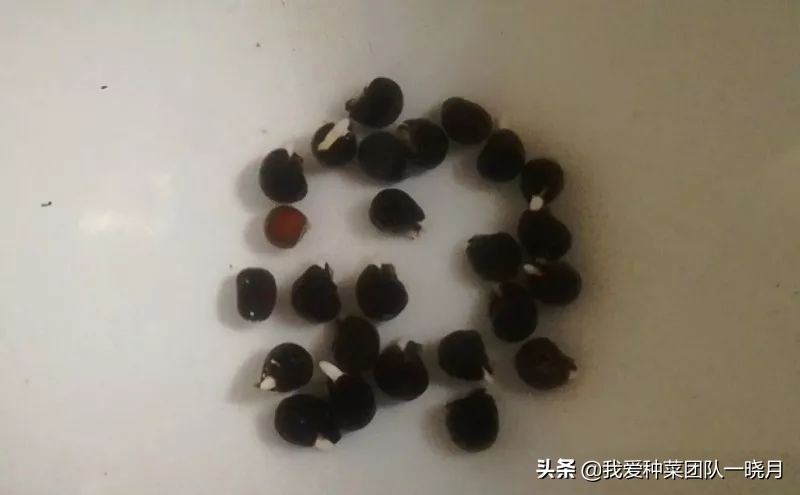 秋葵种植技巧和方法,秋葵出苗后多大可以移栽花盆里
