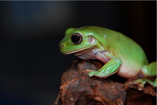 动物饮水怎么解决,动物喝水为什么不生病