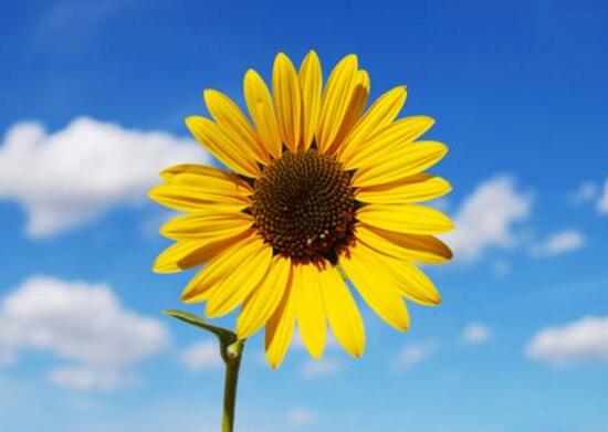 一朵向日葵和一束向日葵的花语,向日葵的花语寓意有哪些