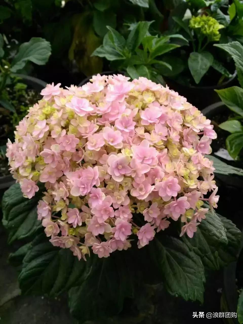 十种好看的绣球,最好看的绣球花视频