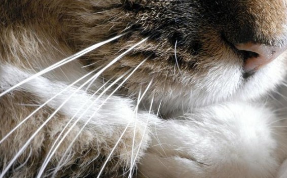 猫咪猫须被剪了,猫咪为什么要剪猫须