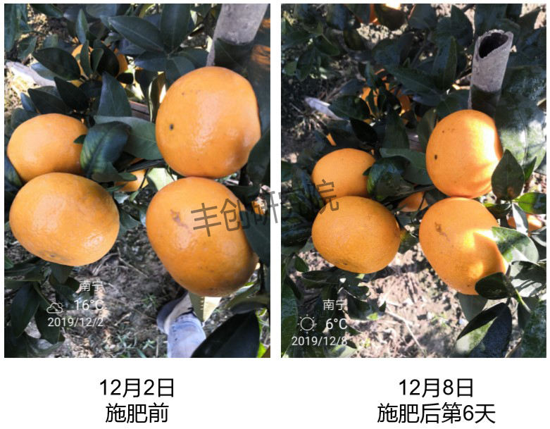 柑橘转色成熟期管理技术要点,柑橘幼果转绿后可以用尿素吗