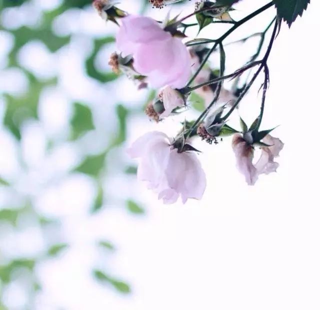 源自古诗的经典成语,诗词优美的成语