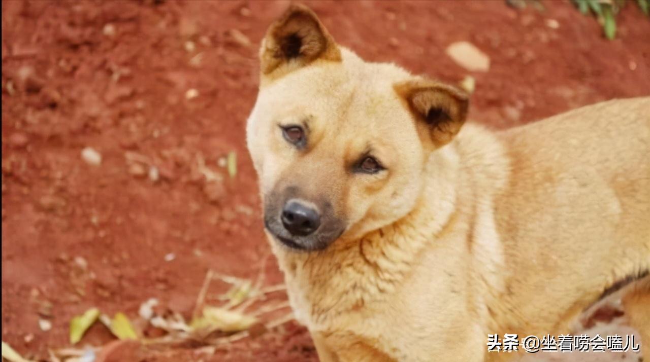 农村土狗迎接主人的悲惨下场,农村土狗自繁自养
