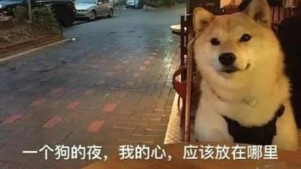 单身狗可以说singledog吗,盘点单身狗伤心之处