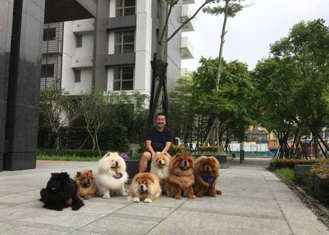 松狮犬有什么特点和缺点,松狮犬憨厚