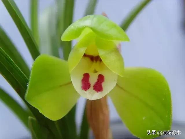 春兰荷瓣几大名品,春兰环球荷鼎和大富贵的区别