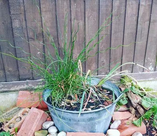 废桶旧盆里添水种花，10分钟成水景，细水长流富贵一生