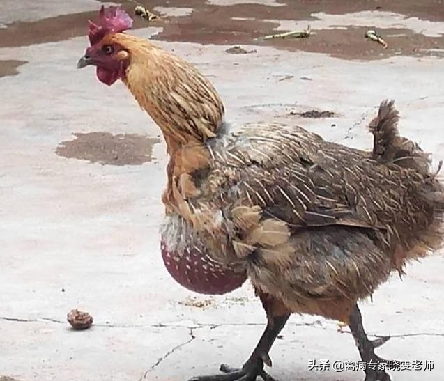 鸡消化不好，嗉囊胀气、积食该怎么办？给你这5招秘技