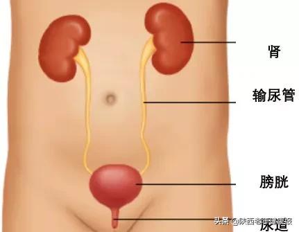 尿液存在身体哪个器官,尿液可以知道身体哪些情况