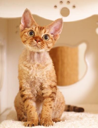 上班族适合养的猫咪,适合上班族养的猫咪