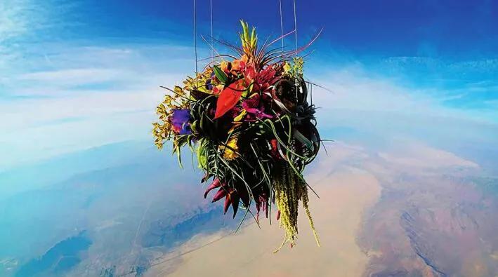 东信花卉简介,东信花树