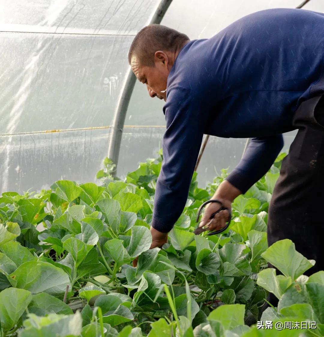 不甜不要钱!白玉甜瓜火了,脆嫩香甜多汁!全家老小都爱吃