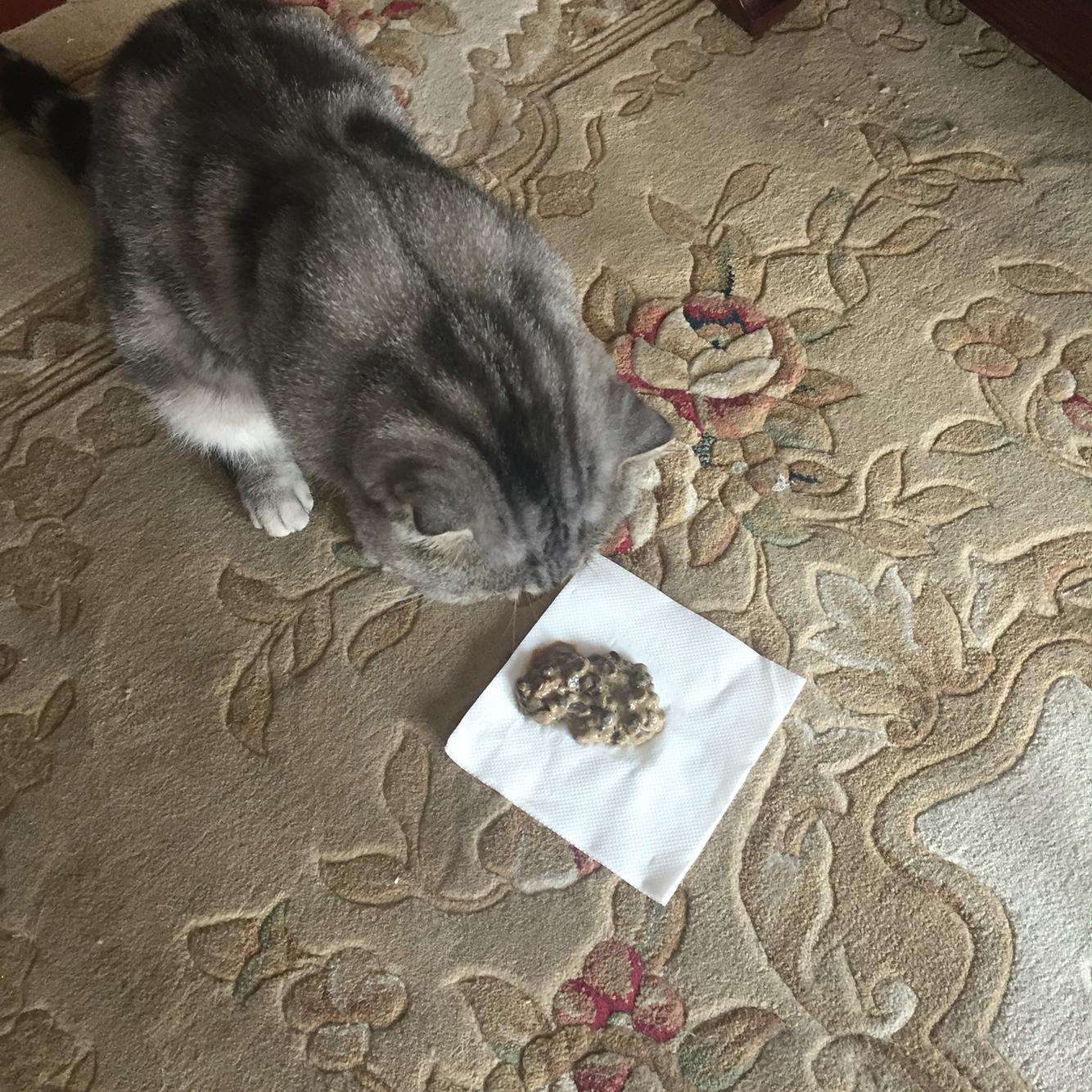 当猫咪呕吐时,猫咪出现呕吐的症状是怎么回事