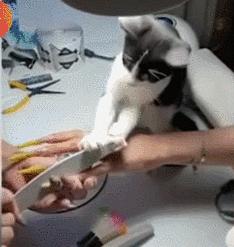 小卖部老板养了一只招财猫,店老板养的猫咪