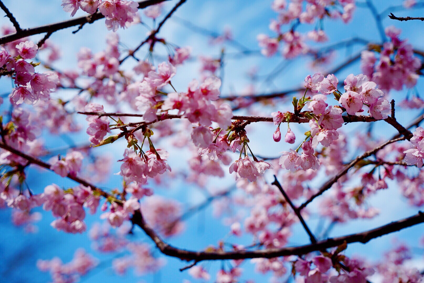 2019日本赏樱最新攻略|大津小众路线私家推荐