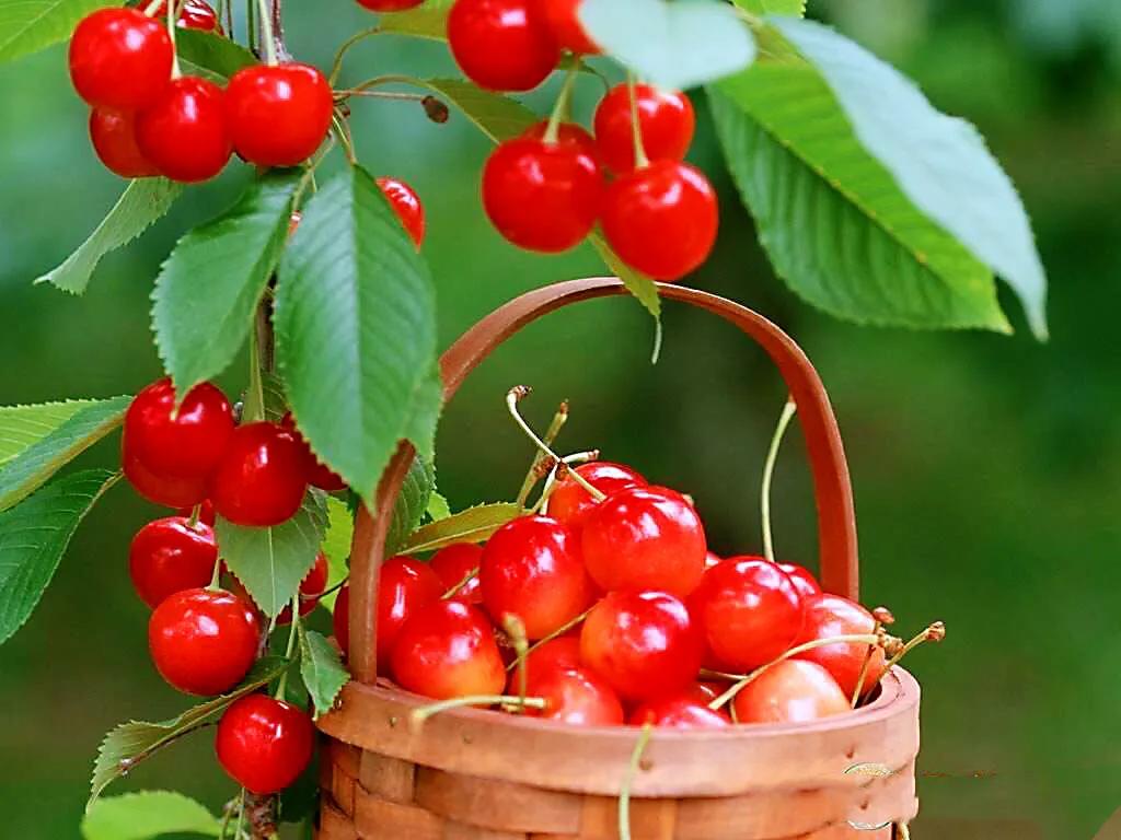 欧李～春观花，夏赏叶，秋品果；既可观赏，也可食用，一举两得。