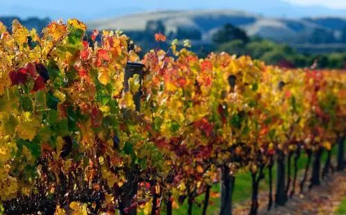 看了新西兰的这些酒庄和美食，让人蠢蠢欲动