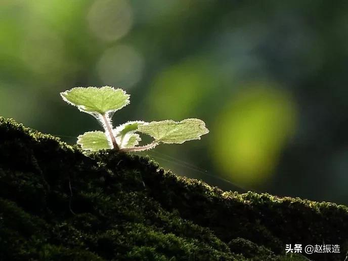 诗句春雨惊春,春日诗一首